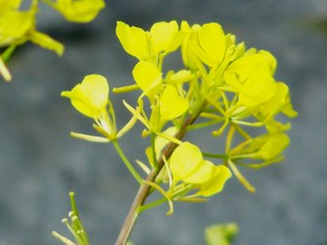 Una crucifera gialla - Sinapis sp.